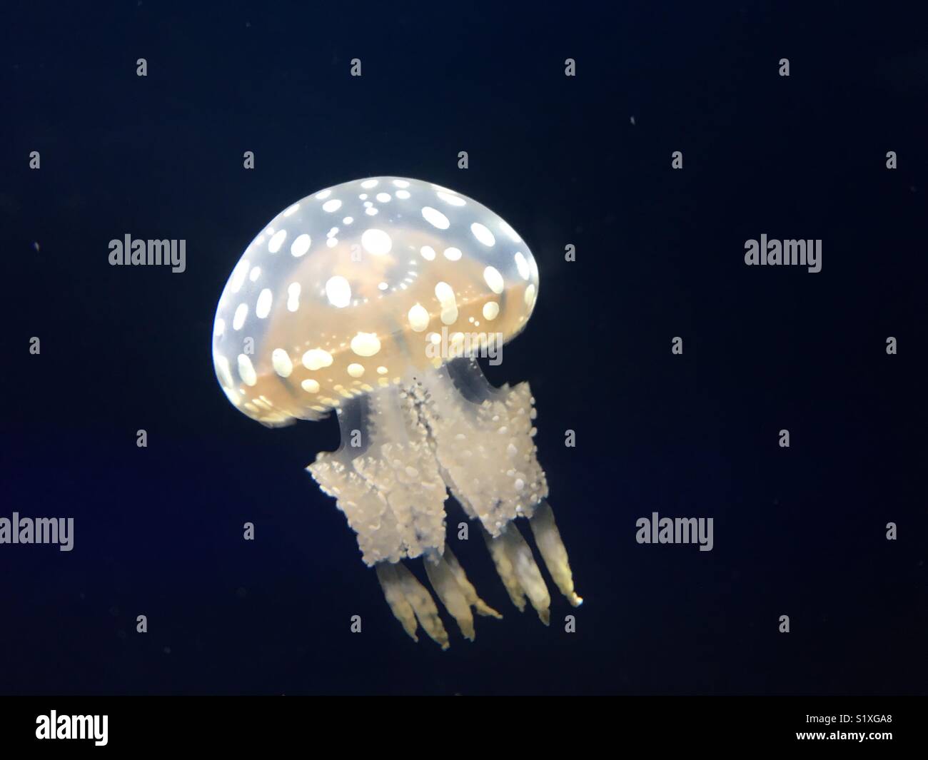 Jellyfish Stock Photo Alamy