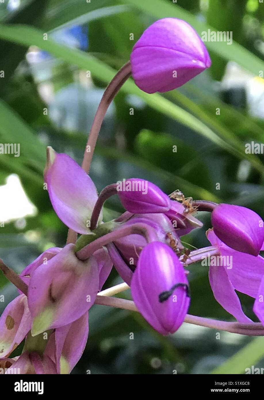 Violet orchid flower buds with ants on it Stock Photo Alamy