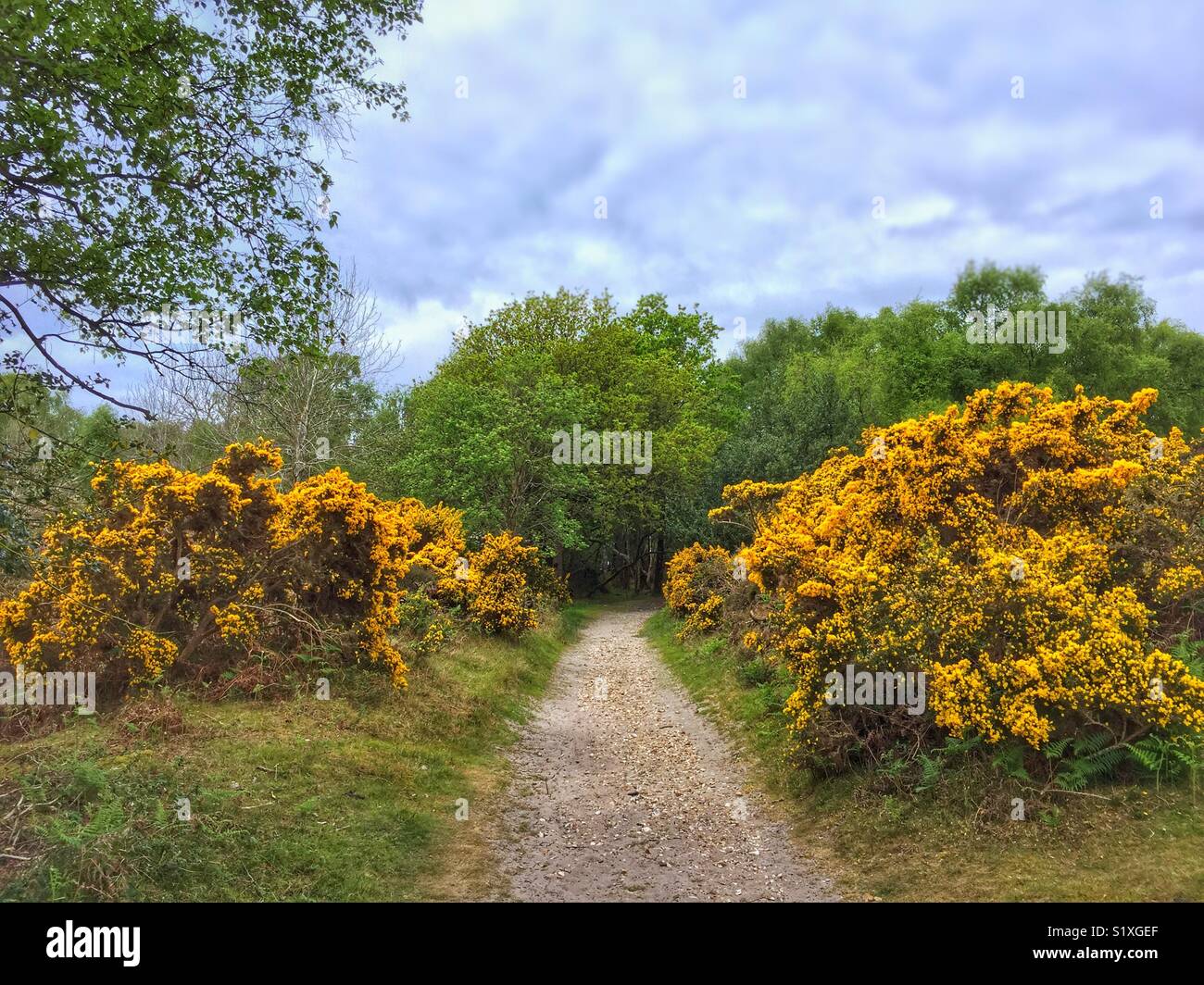 Gorse Line Offroad Track - Smartphone Captured Stock Image