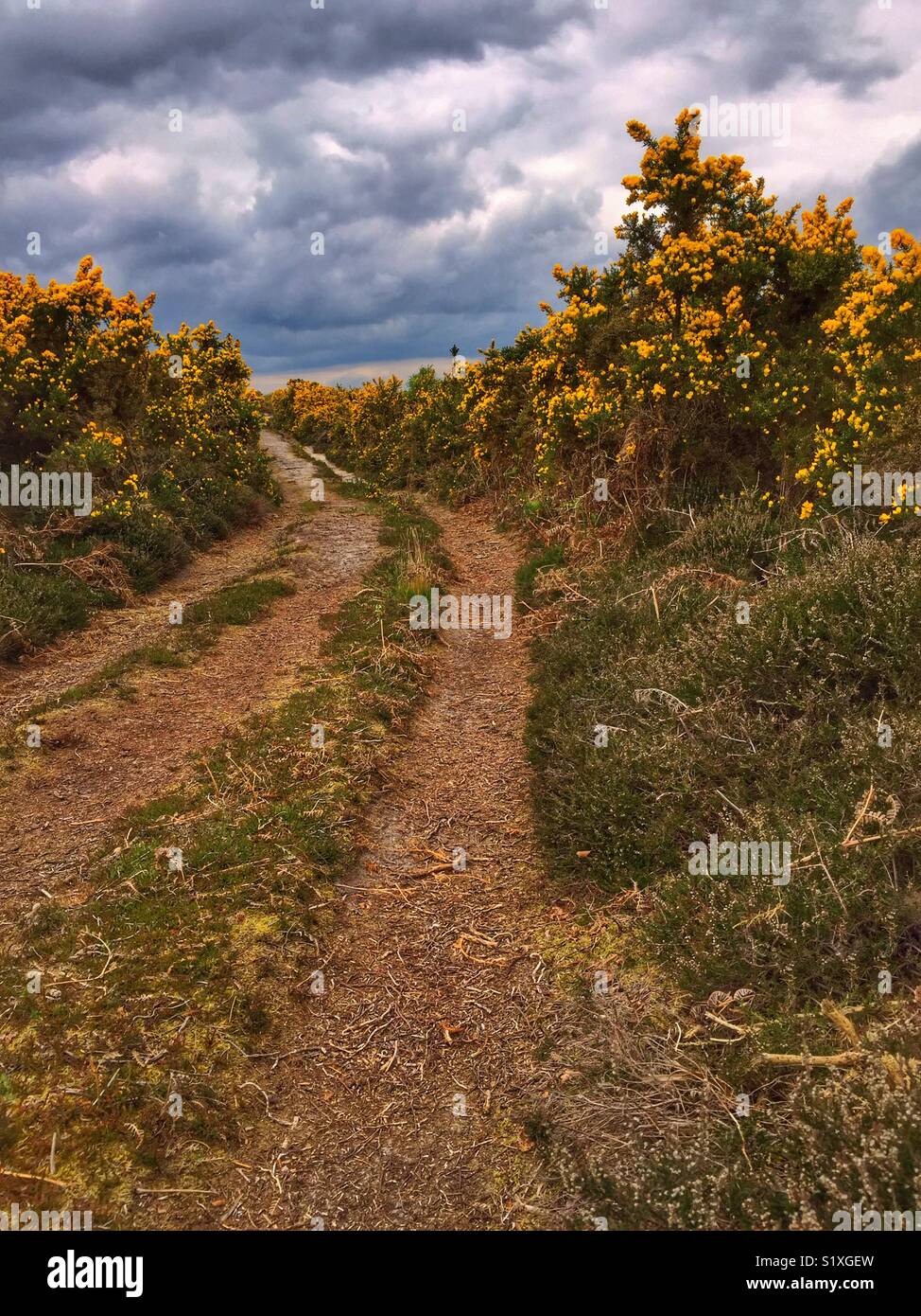 Path Through The Bush - Smartphone Captured Stock Image