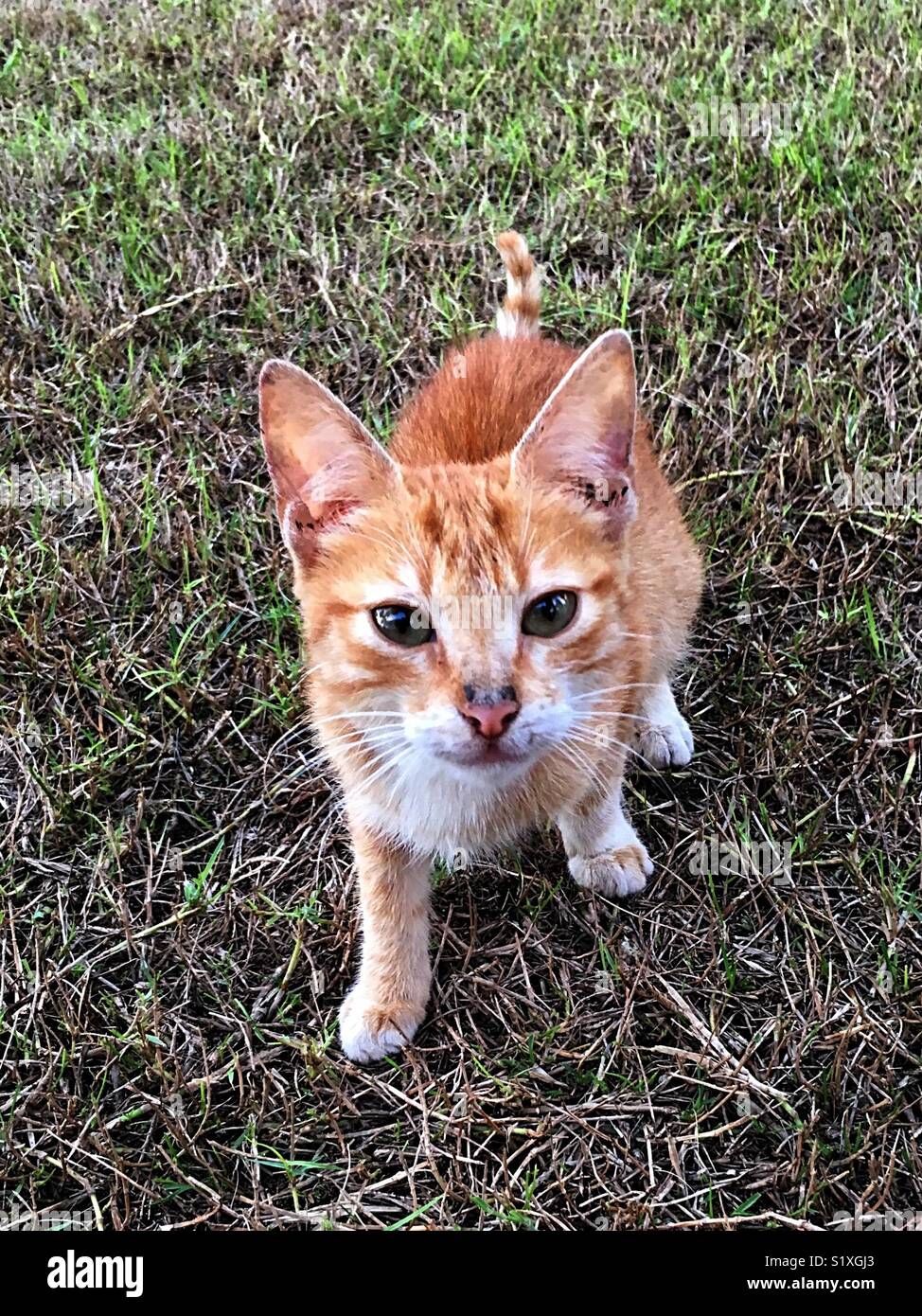 Ginger kitten Stock Photo