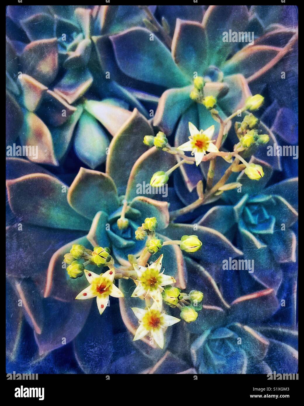 A succulent bursts into bloom with dainty little flowers with a red dot on each petal. Stock Photo