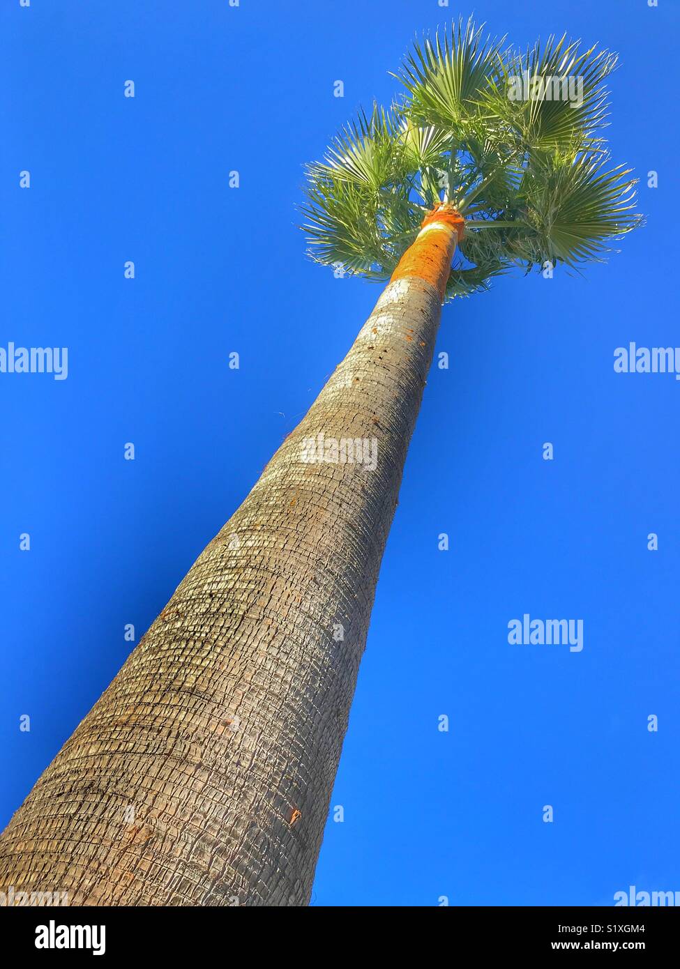 Low angle view up the trunk of a Washingtonia Palm which has just been professionally pruned  and cleaned - Smartphone Captured Stock Image