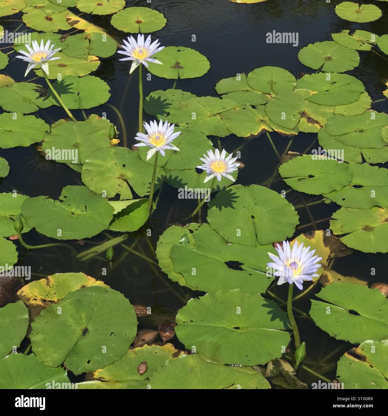 Water lilies in bloom, Punalu’u Beach pond, Hawaii Stock Photo