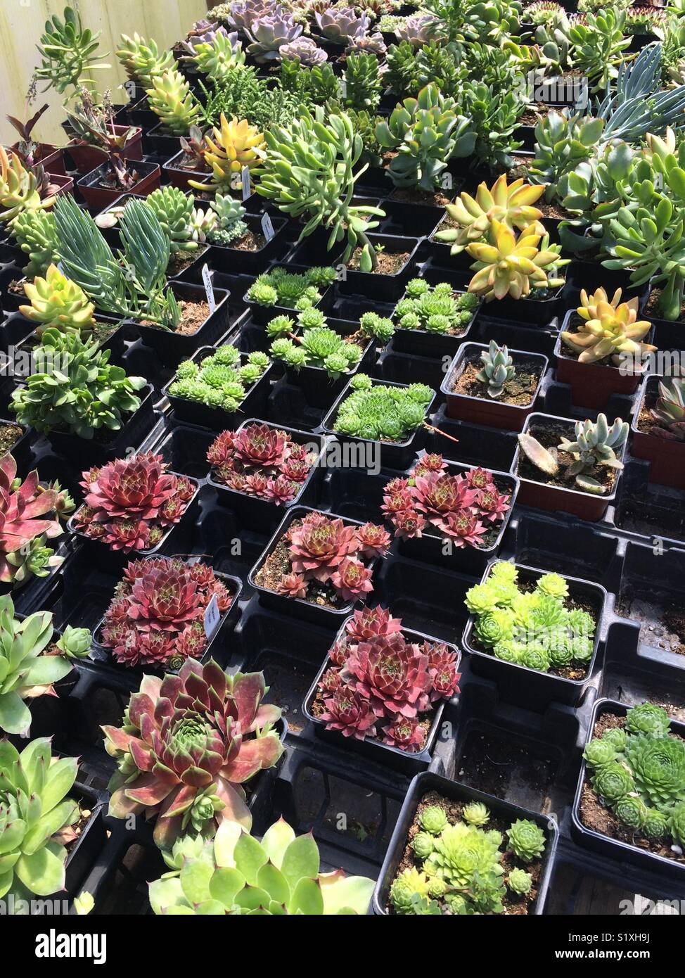 Growing succulents Stock Photo