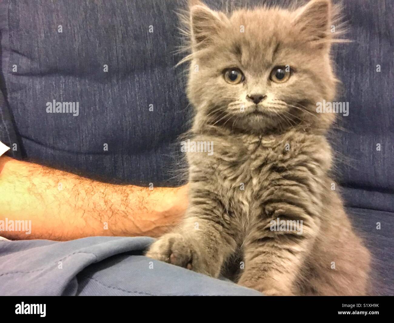 British long hair Cat portrait - Smartphone Captured Stock Image