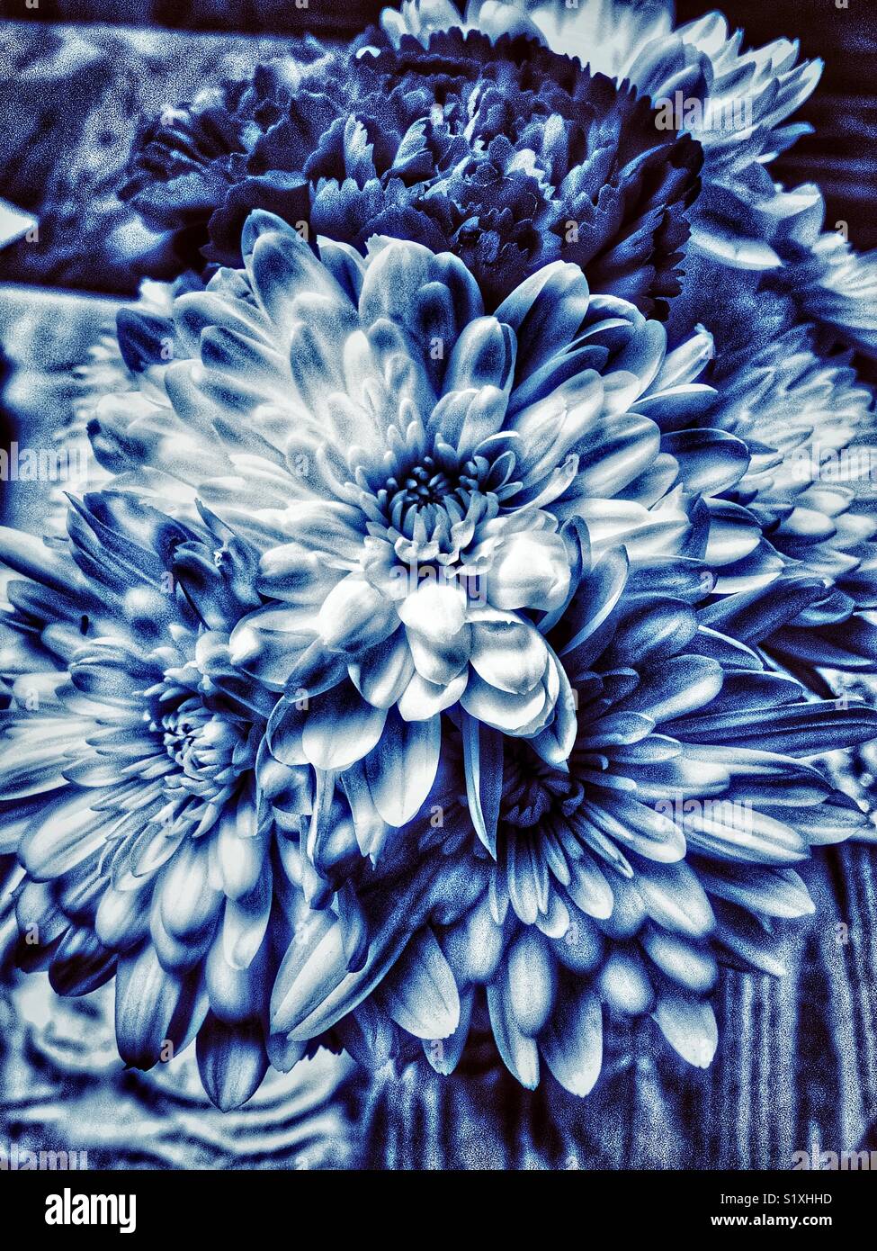 Bouquet of flowers with white chrysanthemums (mums), white dahlias and carnations tinted blue Stock Photo