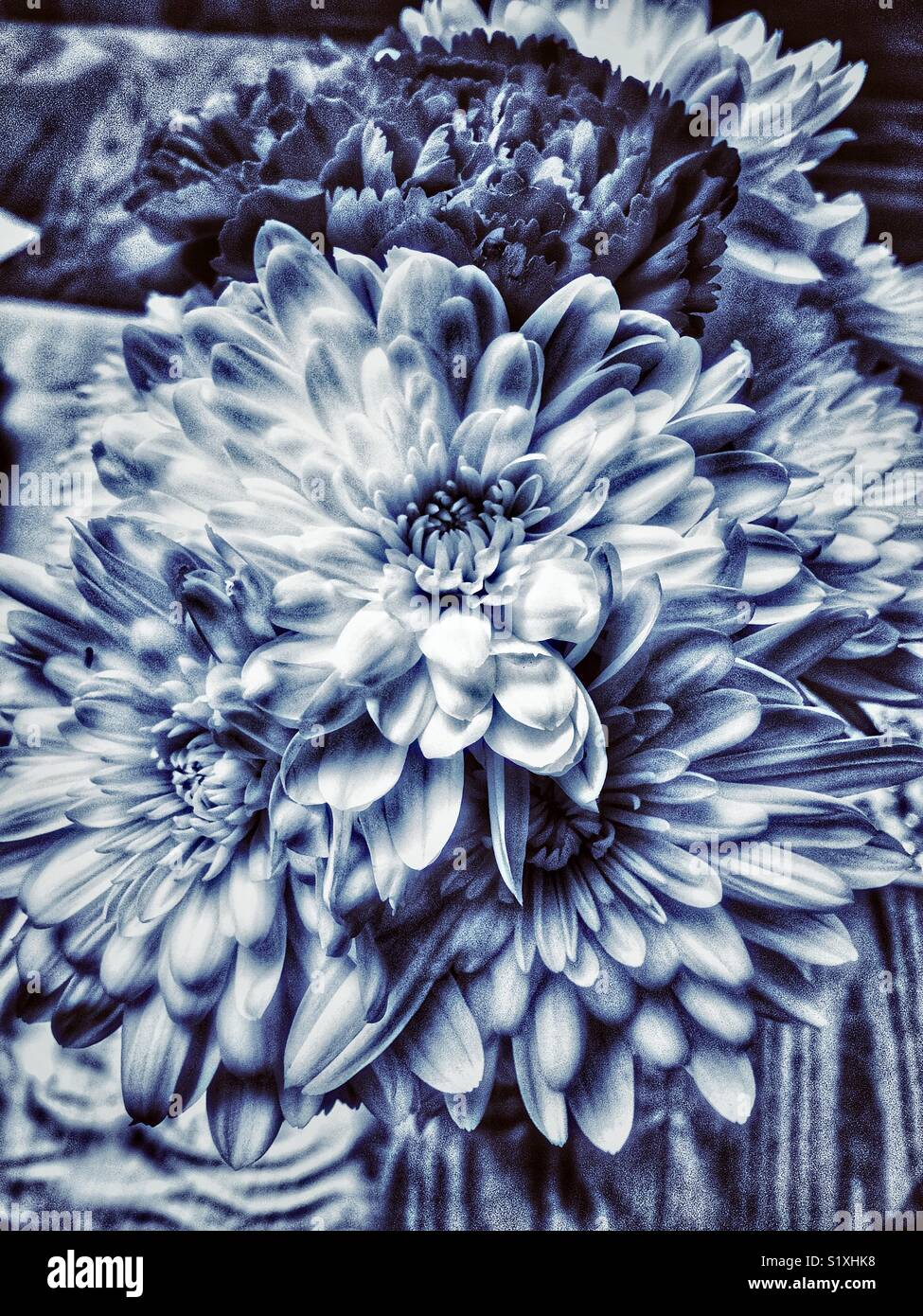 Chrysanthemums and dahlias hires stock photography and images Alamy