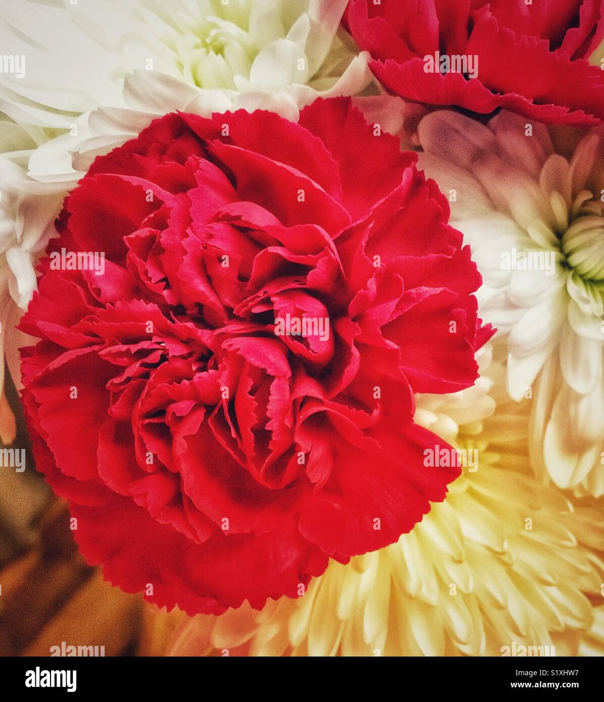 Red carnations and white chrysanthemums (mums) and white dahlias Stock Photo Alamy