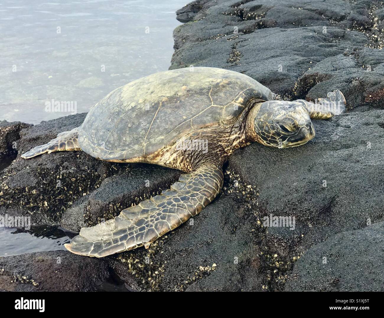 Green Sea Turtle (Chelonia mydas) resting and warming up on coastal rocks, Hawaii Stock Photo