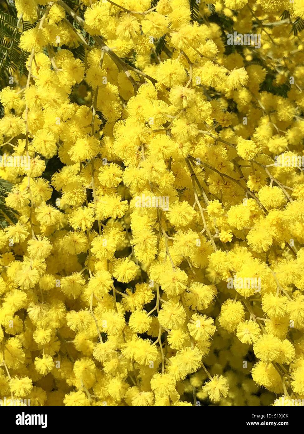 Mimosa yellow hires stock photography and images Alamy
