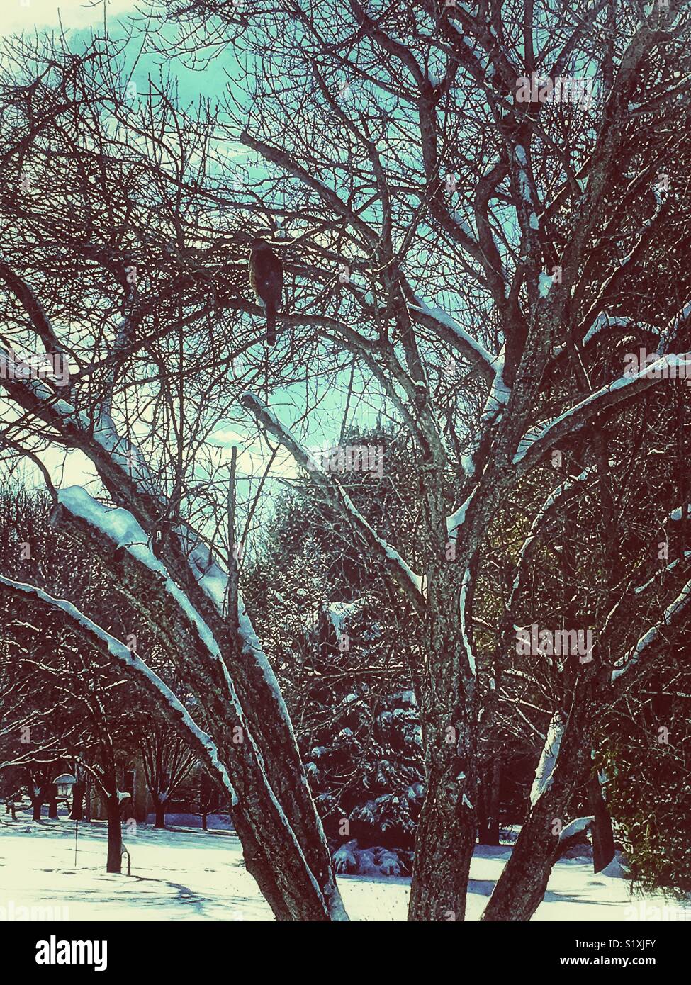 Hawk sitting in tree in winter after snowstorm - Smartphone Captured Stock Image