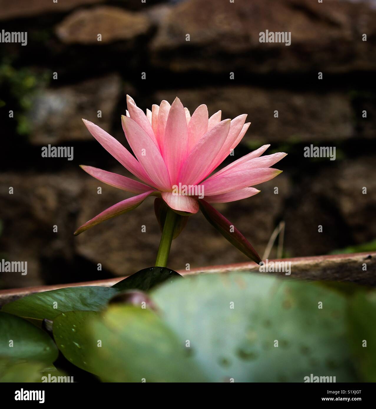 Kings of flowers lotus Stock Photo Alamy