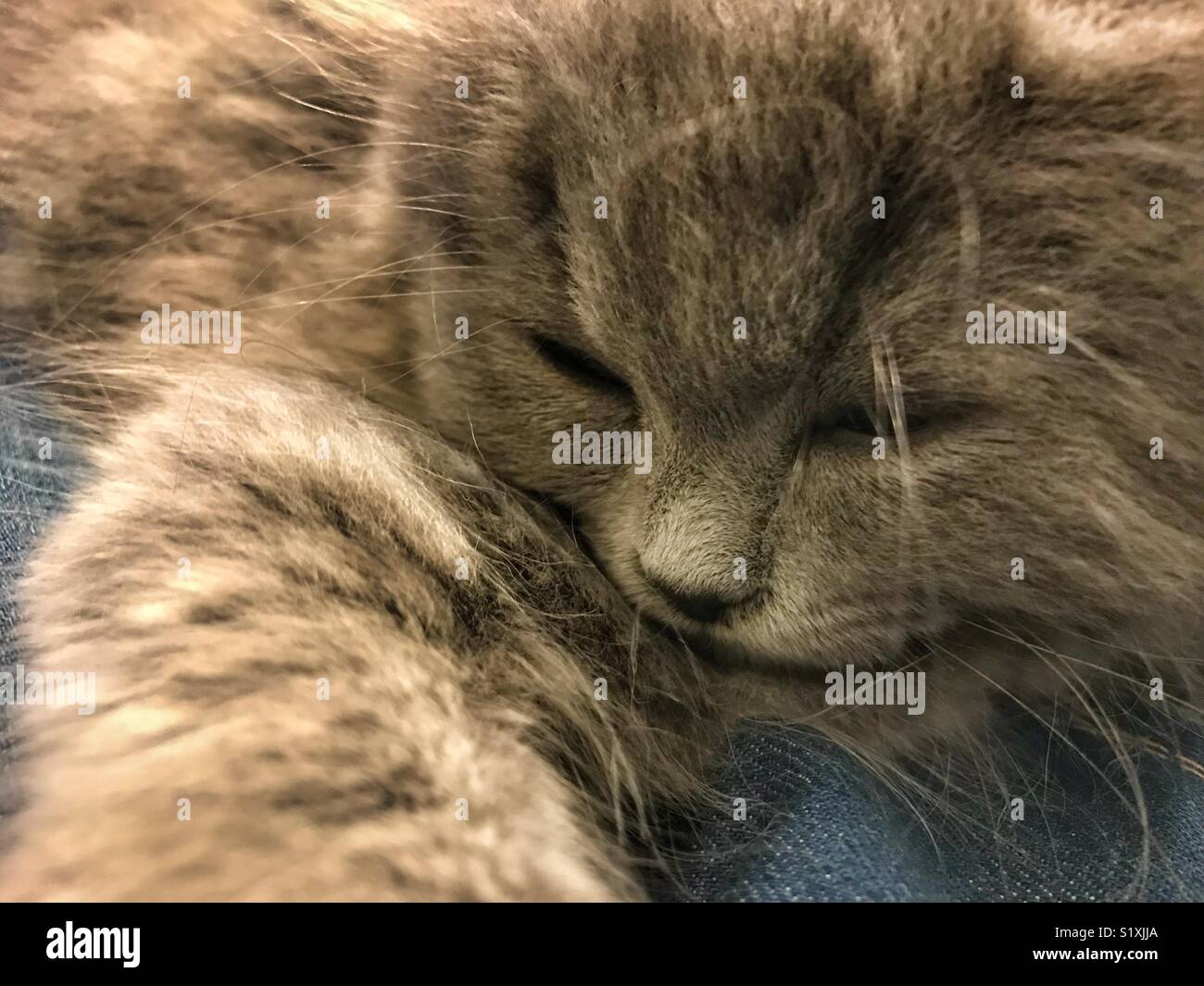 Cat sleeping on her owner lap - Smartphone Captured Stock Image