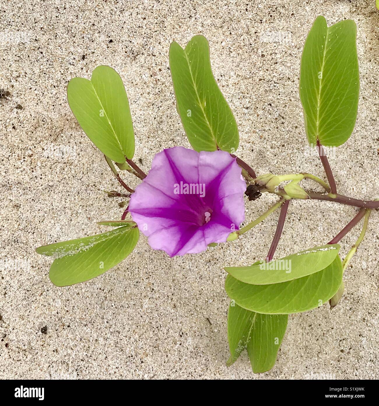 Goat’s Foot Ipomoea, morning glory vine growing on beach sand, Big Island, Hawaii Stock Photo