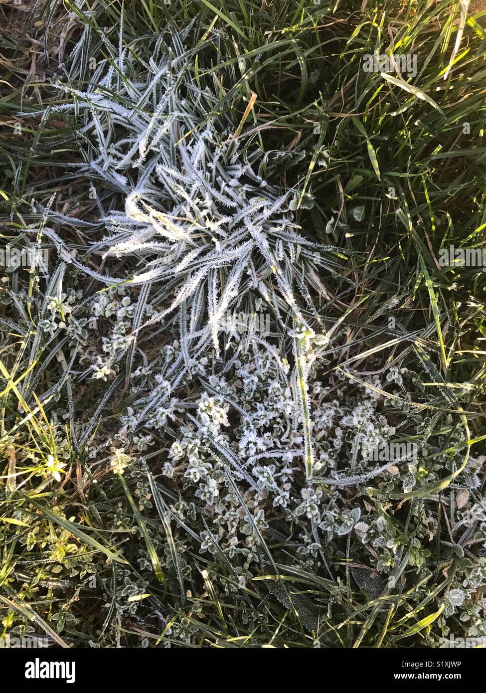 White frost Stock Photo