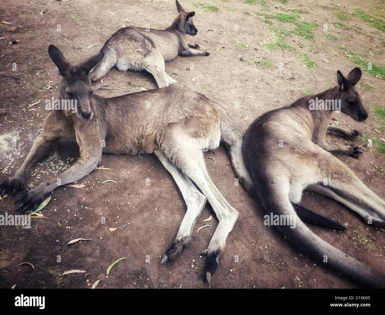 Kangaroos - Smartphone Captured Stock Image