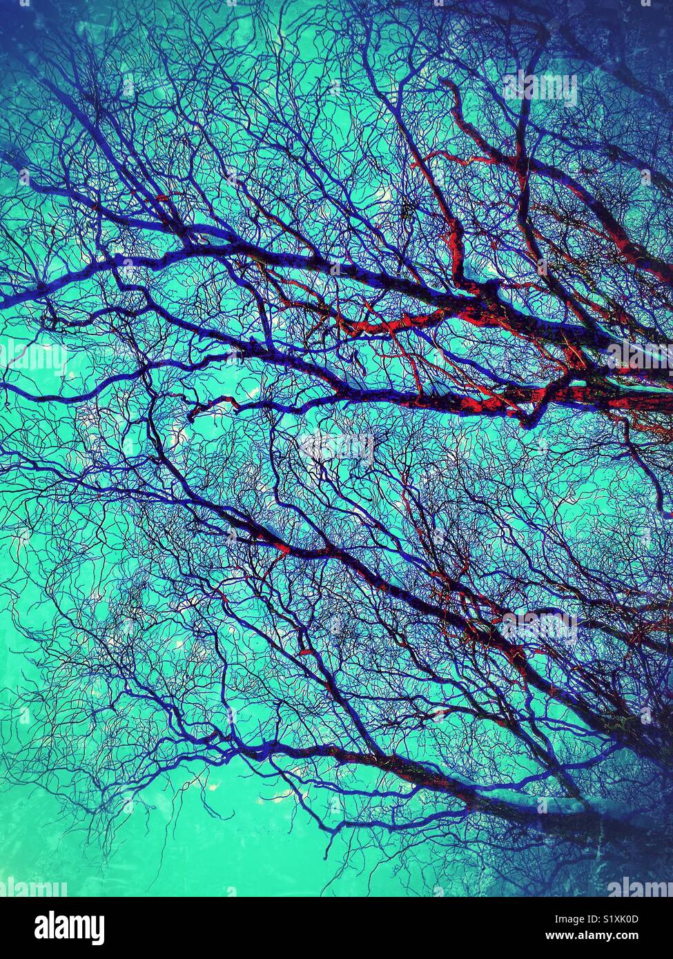 Dramatic tree branches with snow against the sky - Smartphone Captured Stock Image