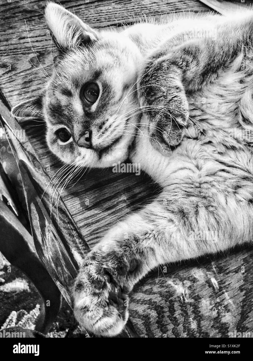 Lynx point Siamese cat reaching out with paw - Smartphone Captured Stock Image