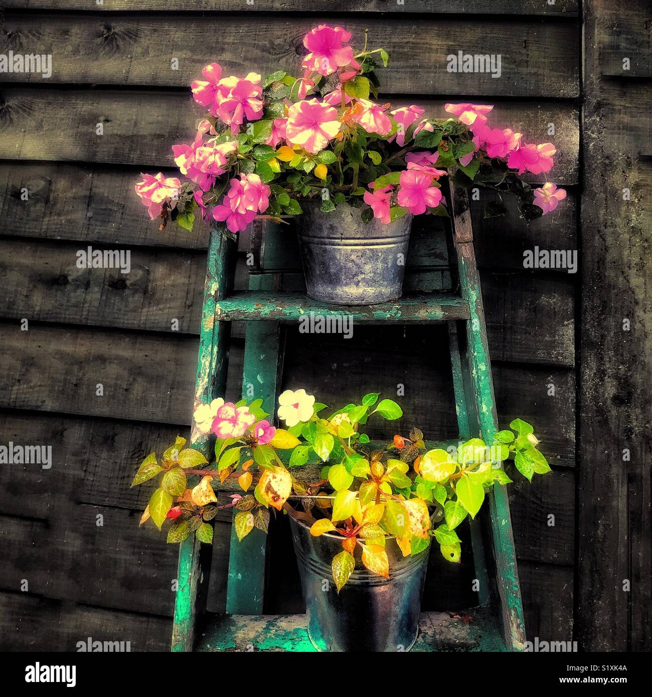 Flowers on a ladder in the garden. - Smartphone Captured Stock Image