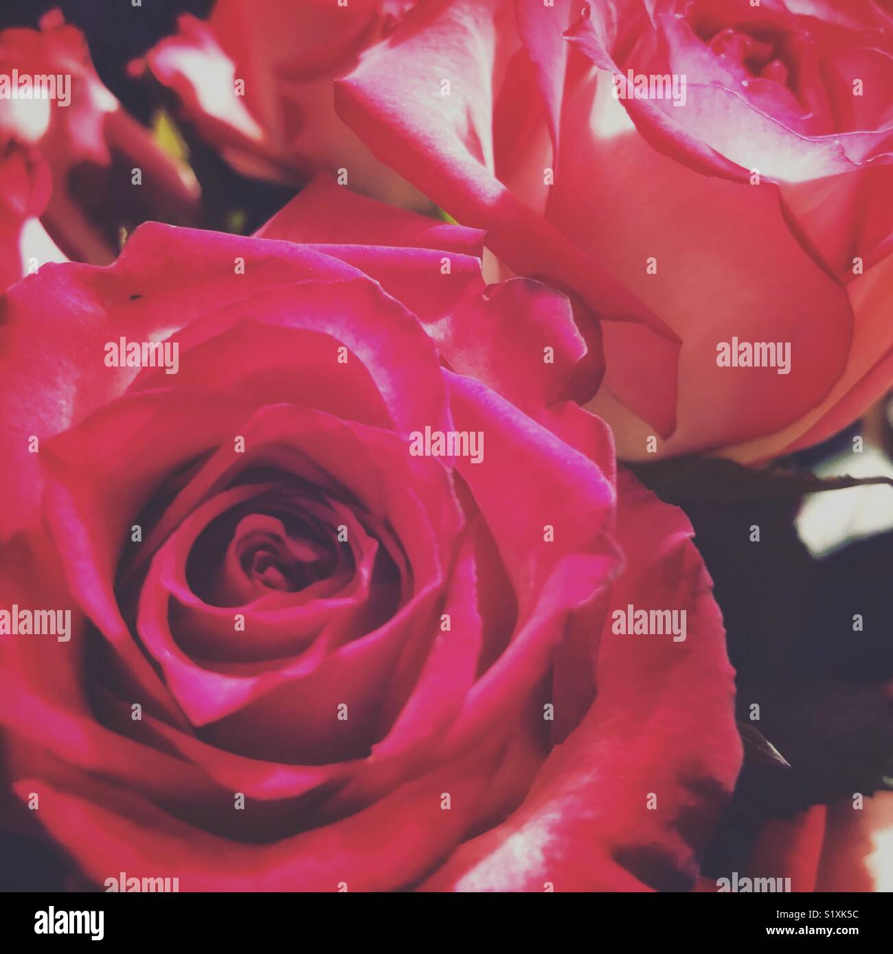 Fresh cut roses Stock Photo Alamy