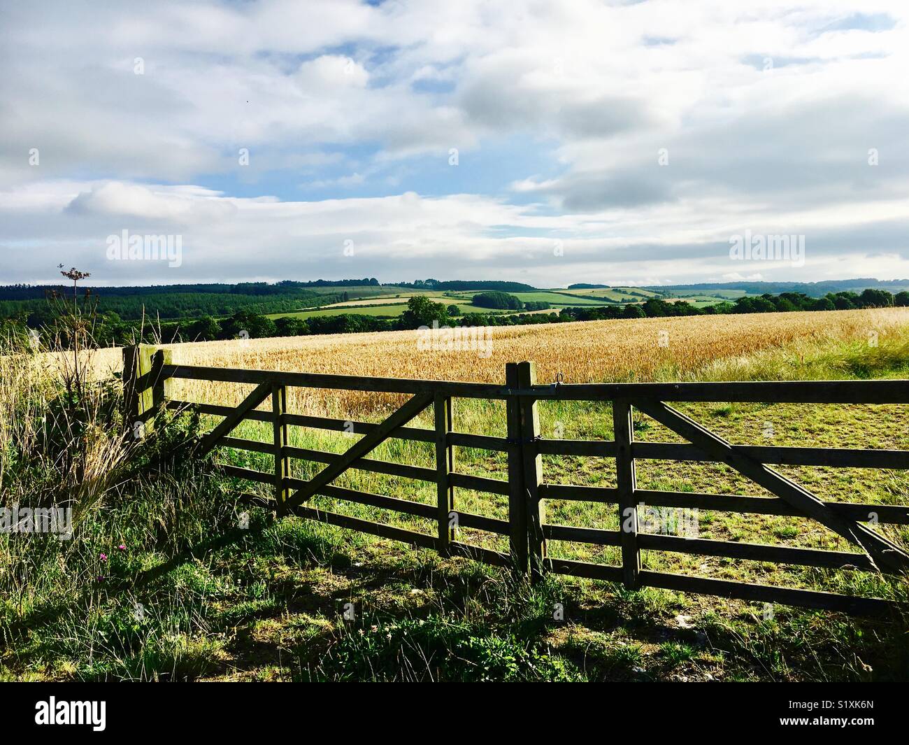 Wheatfields hires stock photography and images Alamy