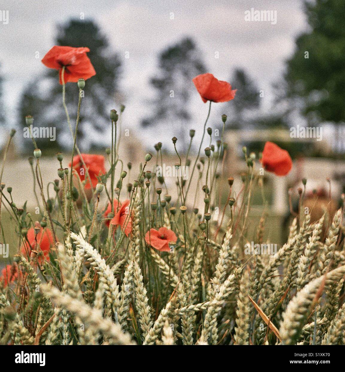 Poppies and wheat on the field edge outside Ryse Commonwealth War Graves Commission Cemetery, in Normandy, France. Taken on 35mm while cycle touring the battlefields. Stock Photo