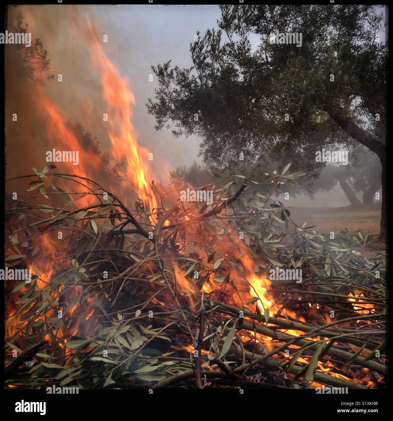 Burning winter olive pruning's, Catalonia, Spain. - Smartphone Captured Stock Image