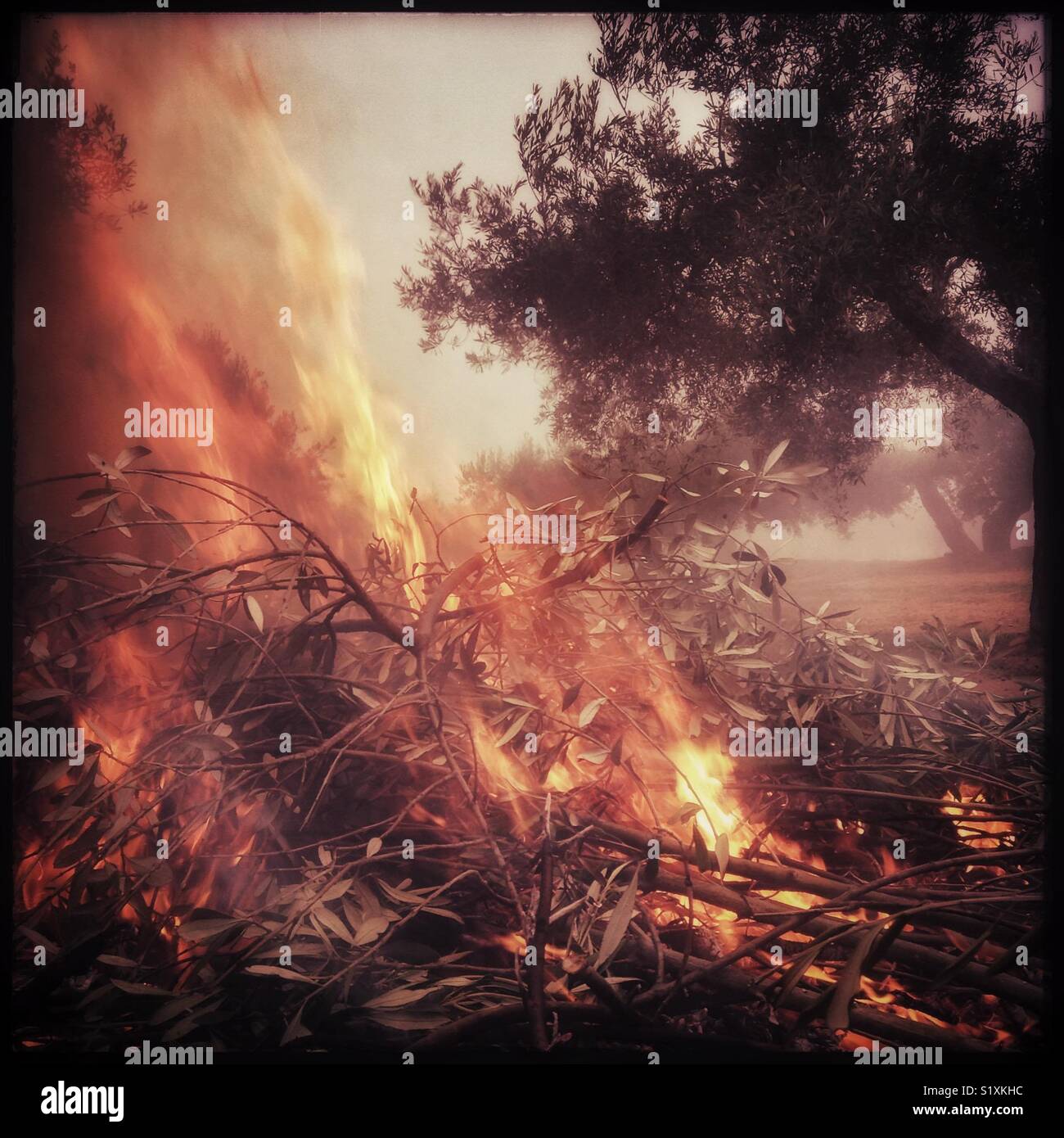 Burning winter olive pruning's, Catalonia, Spain. - Smartphone Captured Stock Image