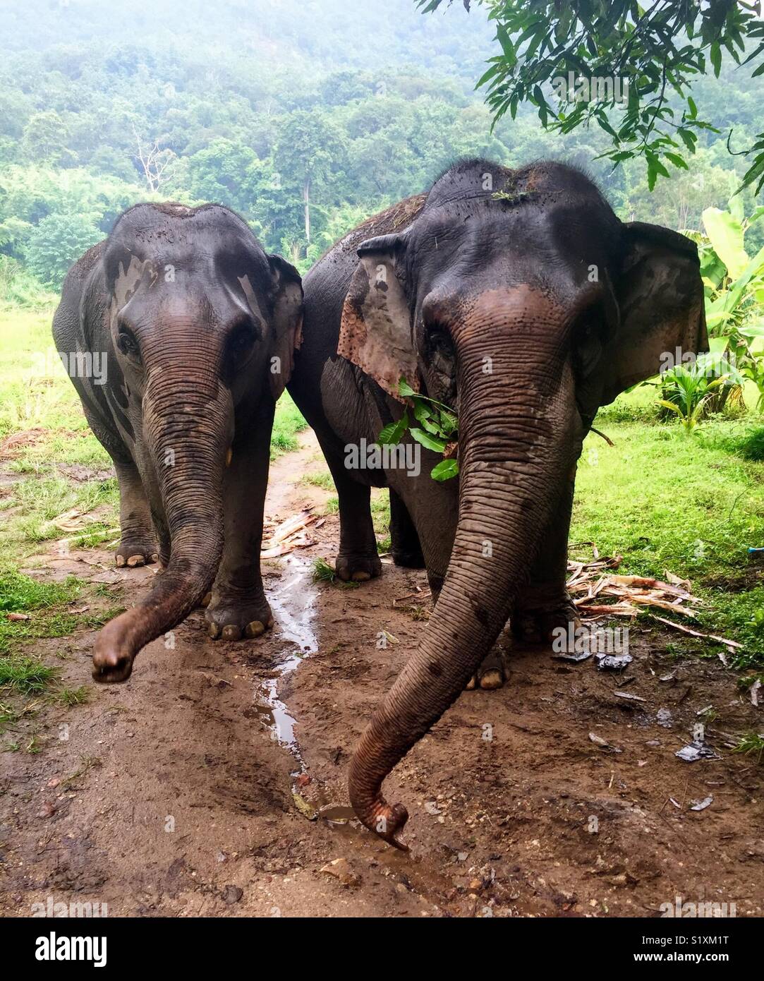 Taking care of elephants in Thailand Stock Photo Alamy