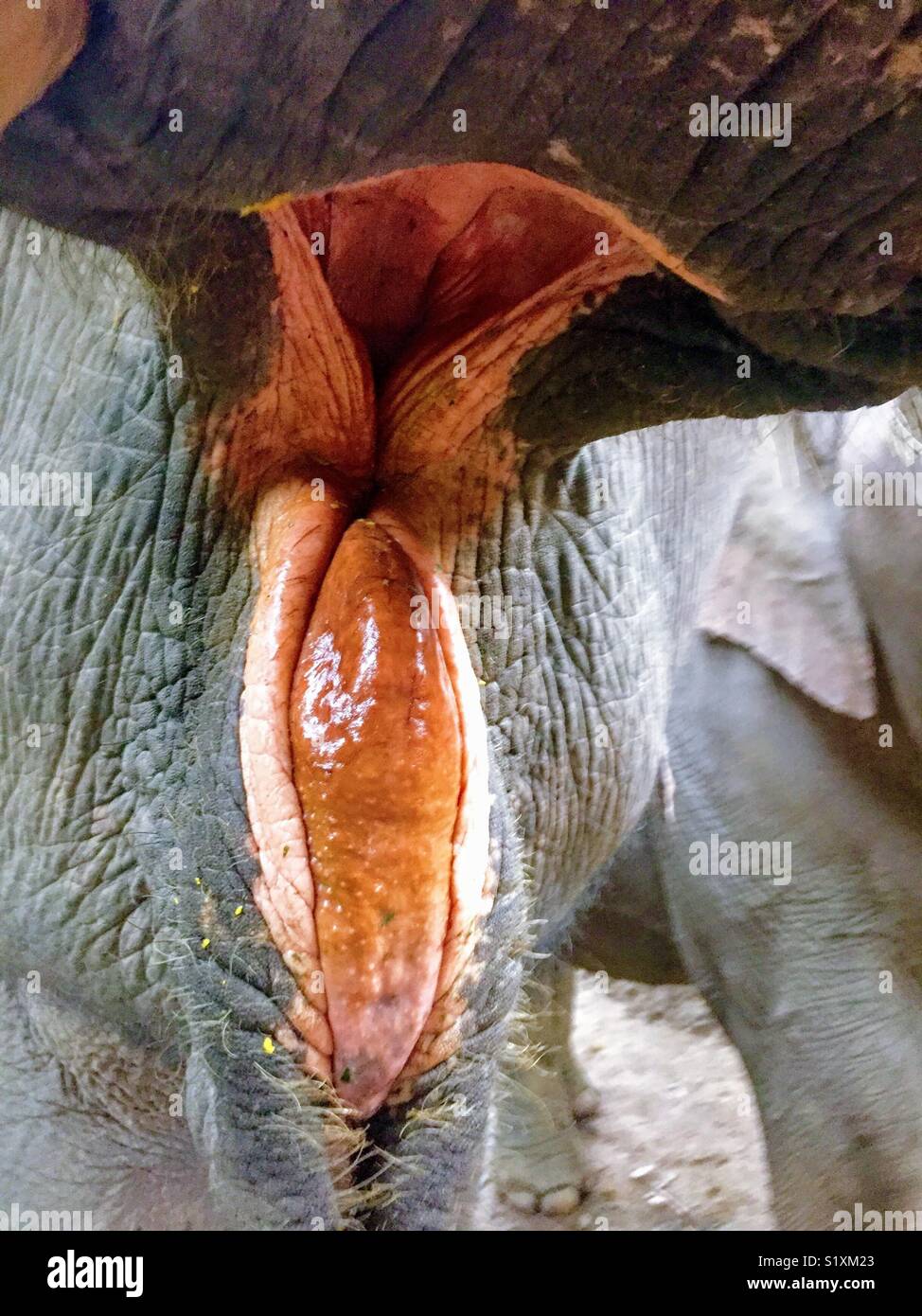 Inside an elephant’s mouth near Bangkok, Thailand Stock Photo