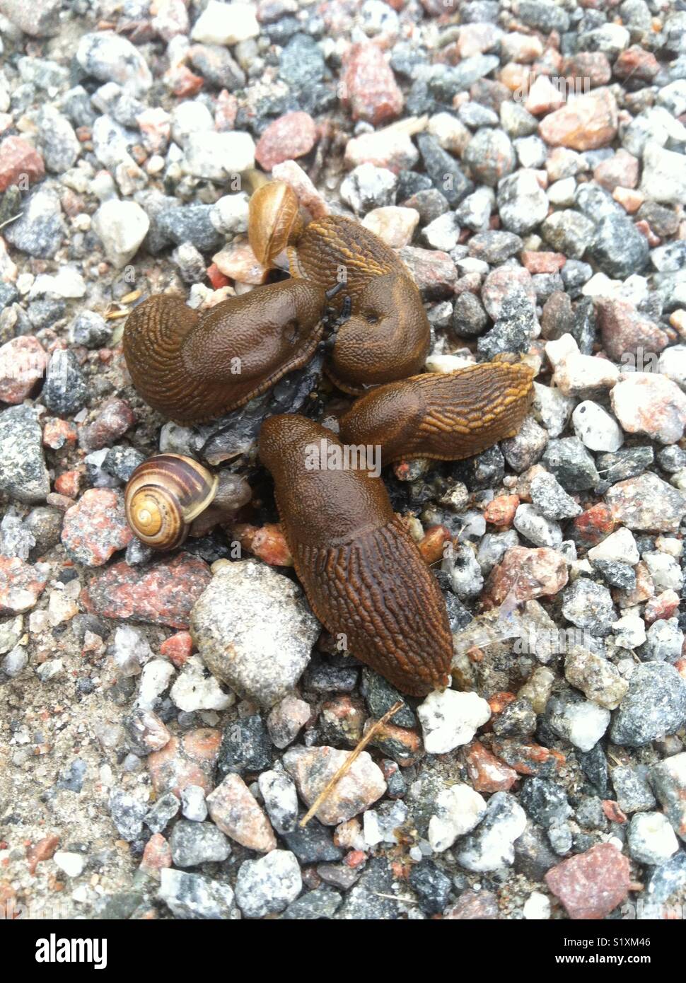 Four large snails without shells and smaller ones on gravel Stock Photo