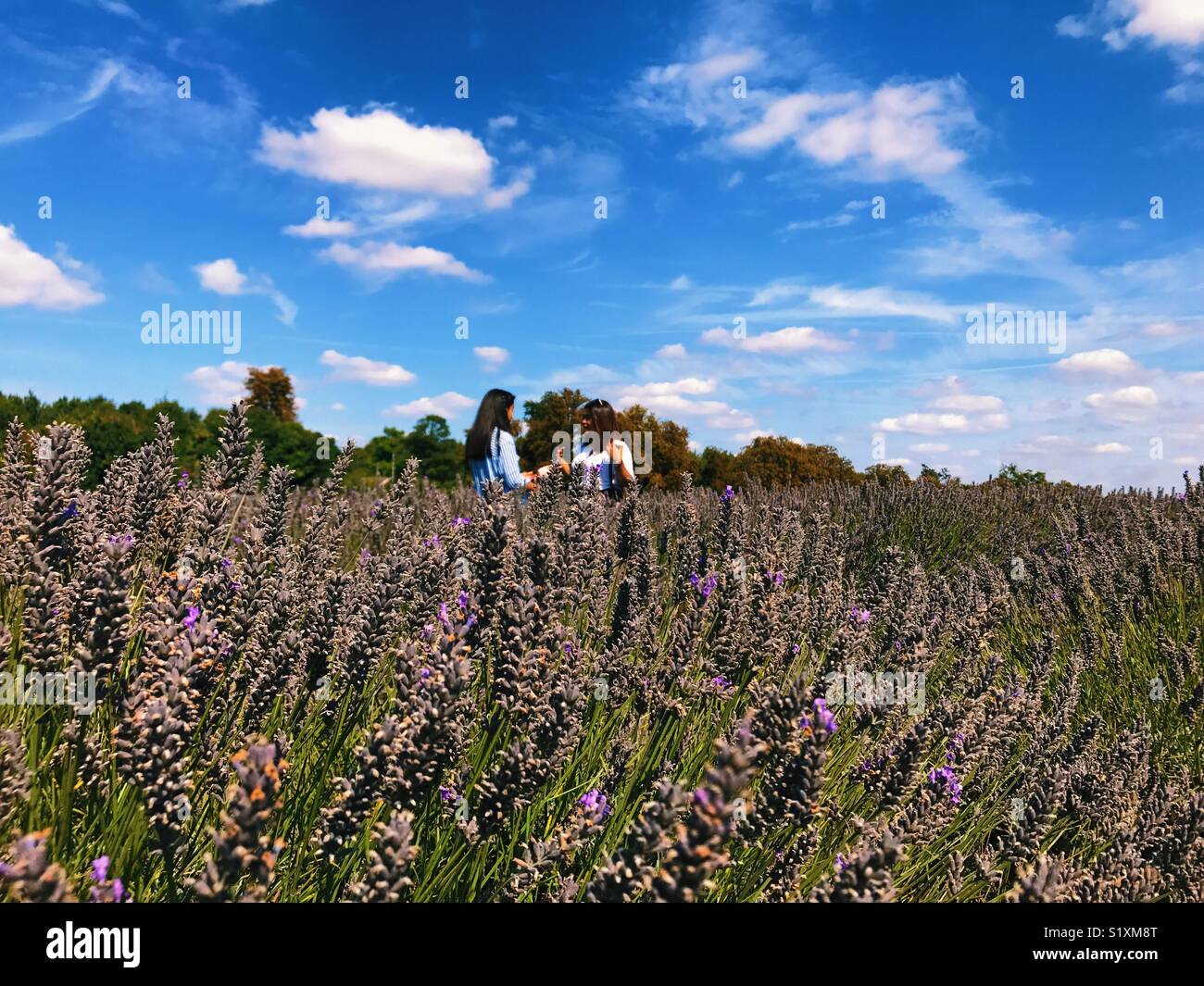 Lavender Fields, London Stock Photo Alamy
