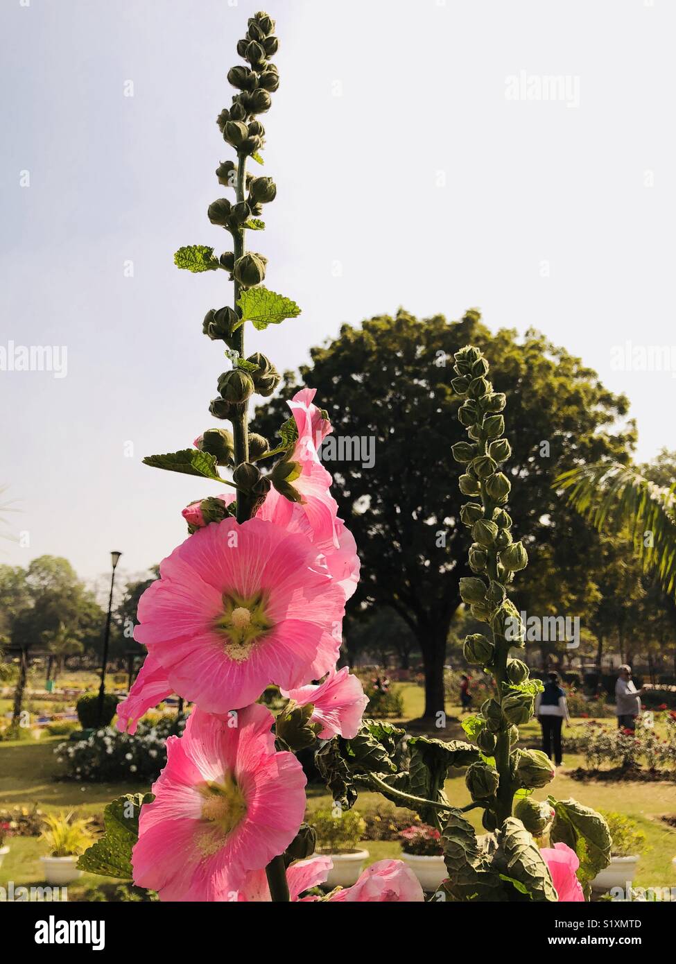 Beautiful pink trees hi-res stock photography and images - Alamy