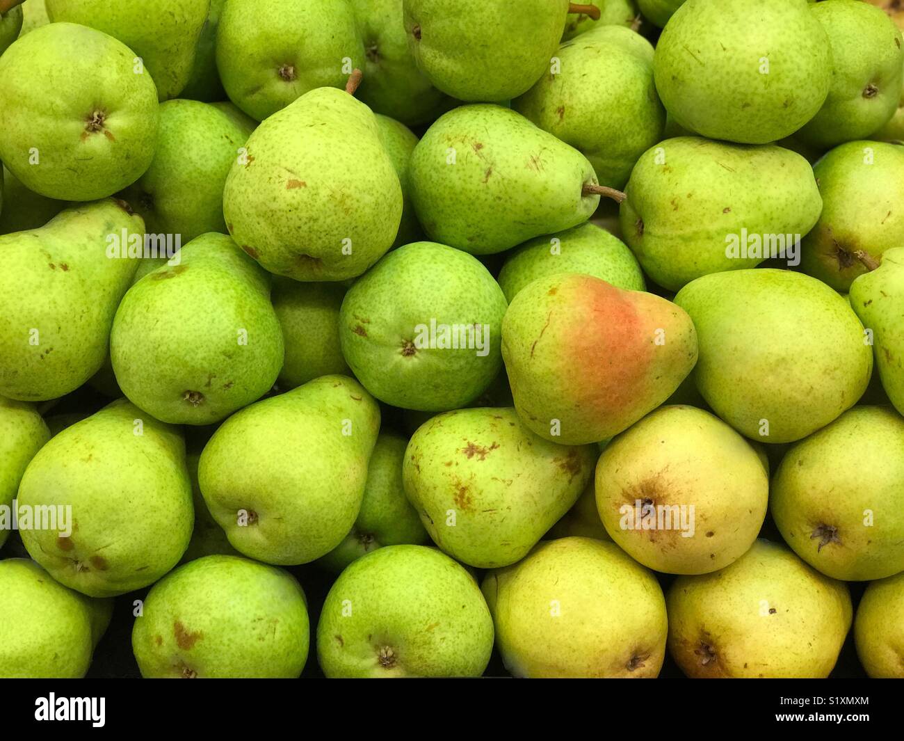 Green and Yellow Pears on Display in a Market Produce Bin - Smartphone Captured Stock Image