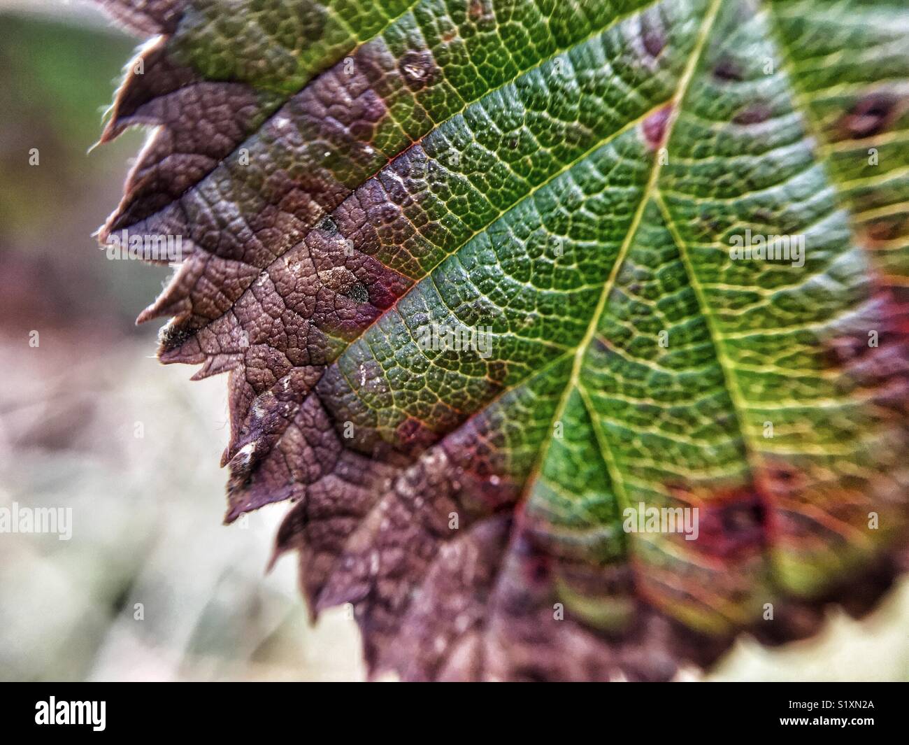 Intricate leaf details shot with a macro lens - Smartphone Captured Stock Image