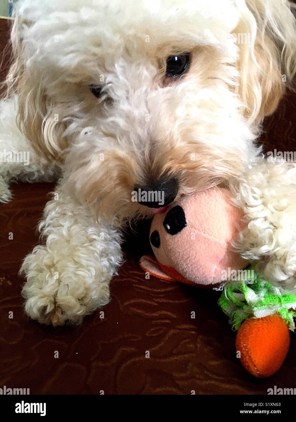 Dog with his favorite toy hi-res stock photography and images - Alamy
