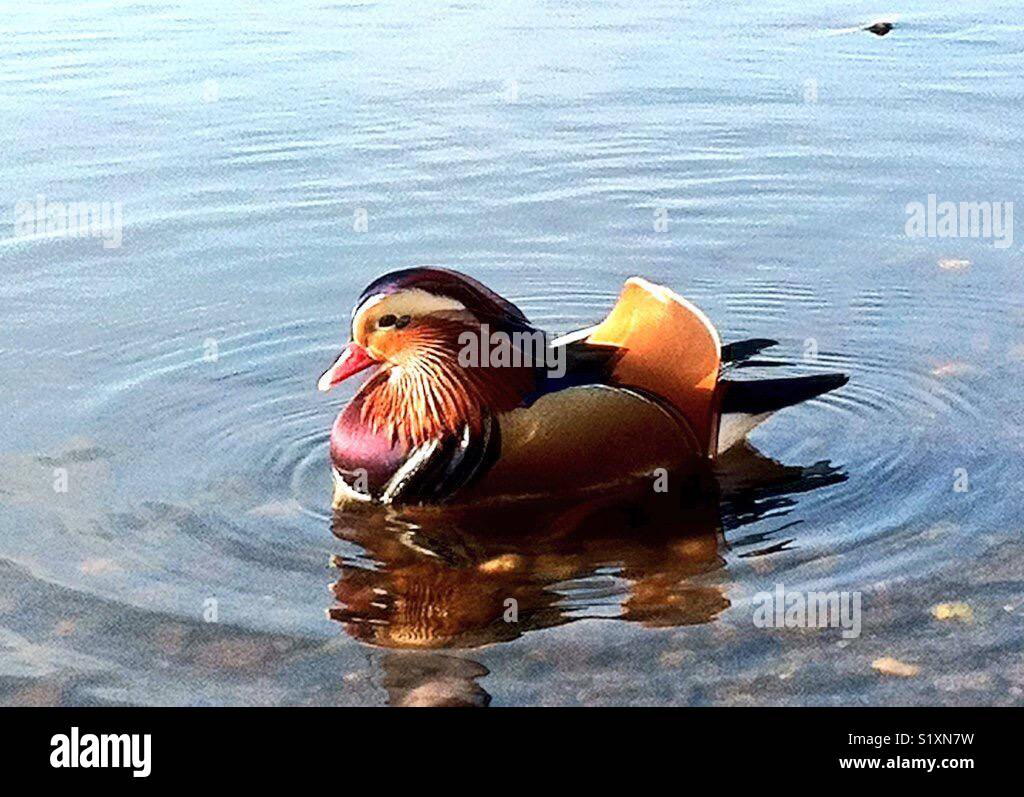 Mandarin duck - Smartphone Captured Stock Image