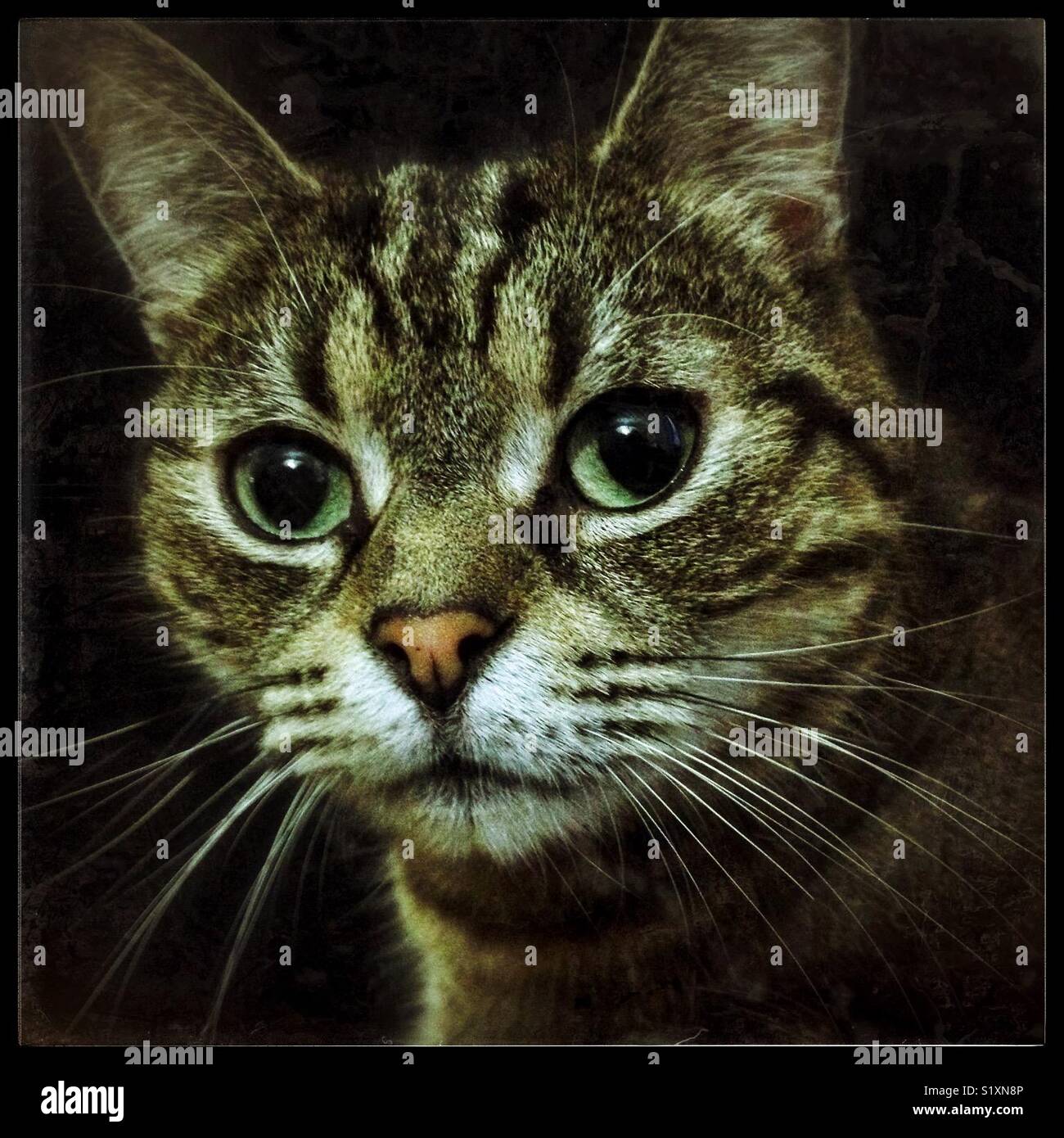 Portrait of the face of a cute gray tabby cat. - Smartphone Captured Stock Image