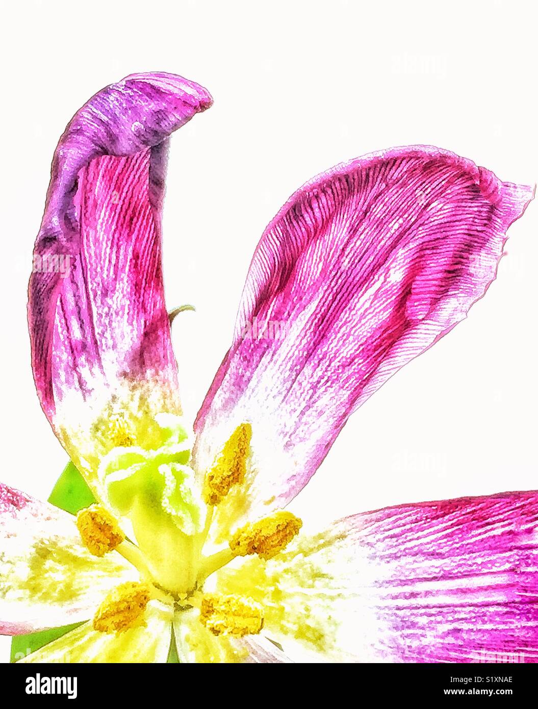 Close-up of the tulip flower Stock Photo - Alamy