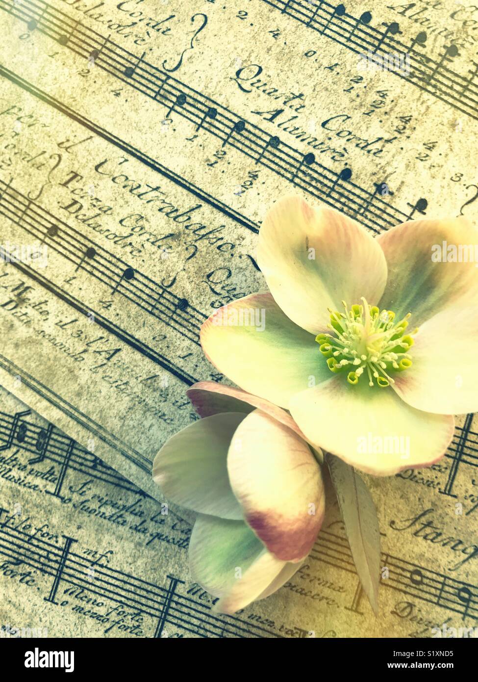 Lenten roses on vintage music sheets - Smartphone Captured Stock Image