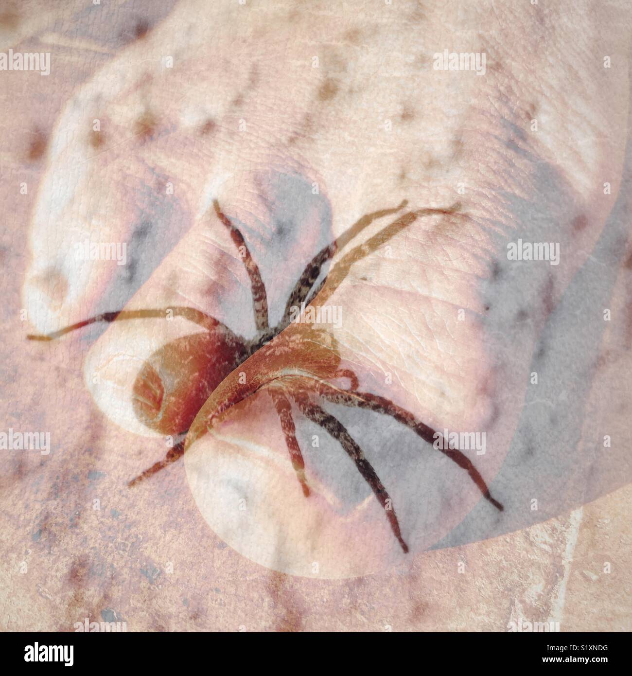 Spider on a person’s foot, double exposure - Smartphone Captured Stock Image