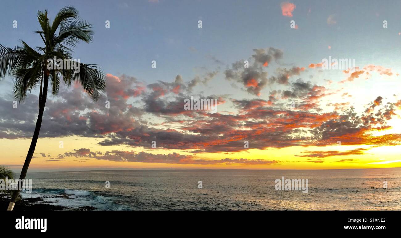 Sunset and palm tree, Kailua-Kona, Hawaii, panorama Stock Photo