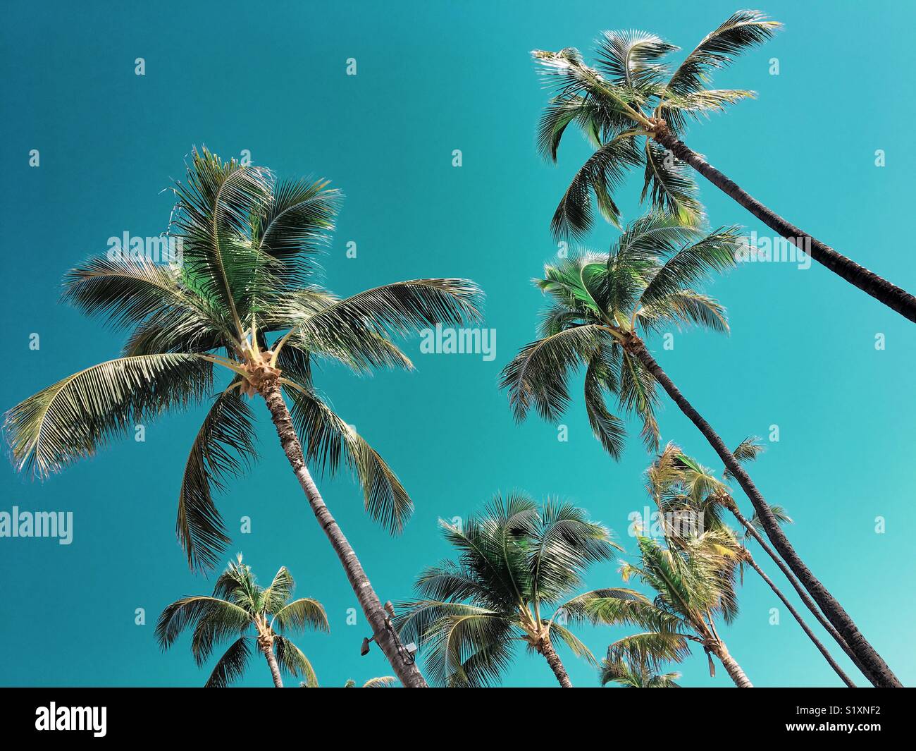Looking up at palm trees and blue sky on a sunny day. Space for copy. Stock Photo