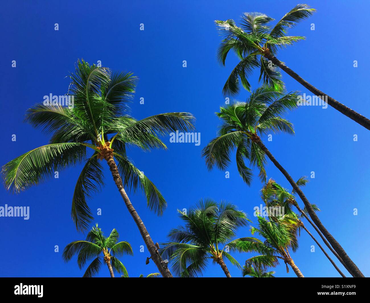 Tall palm trees hi-res stock photography and images - Alamy