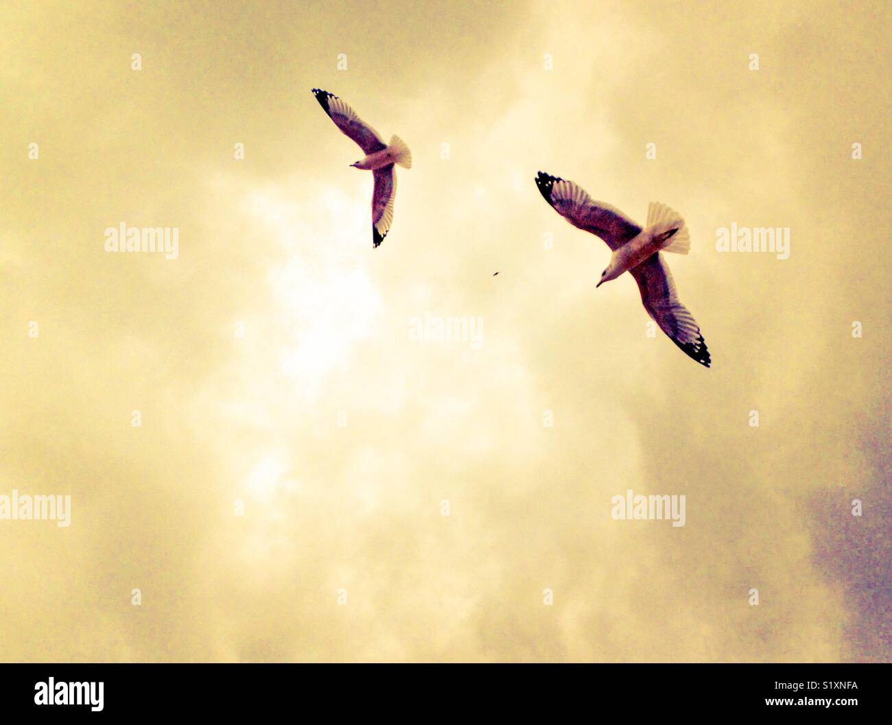 Three seagulls circling overcast skies Stock Photo