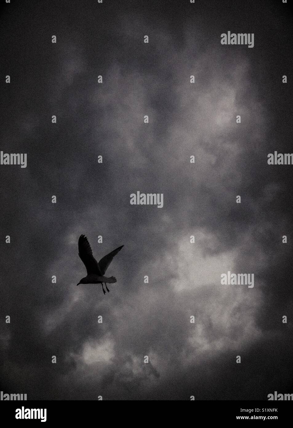 Seagull in flight silhouetted against black and white clouds Stock ...