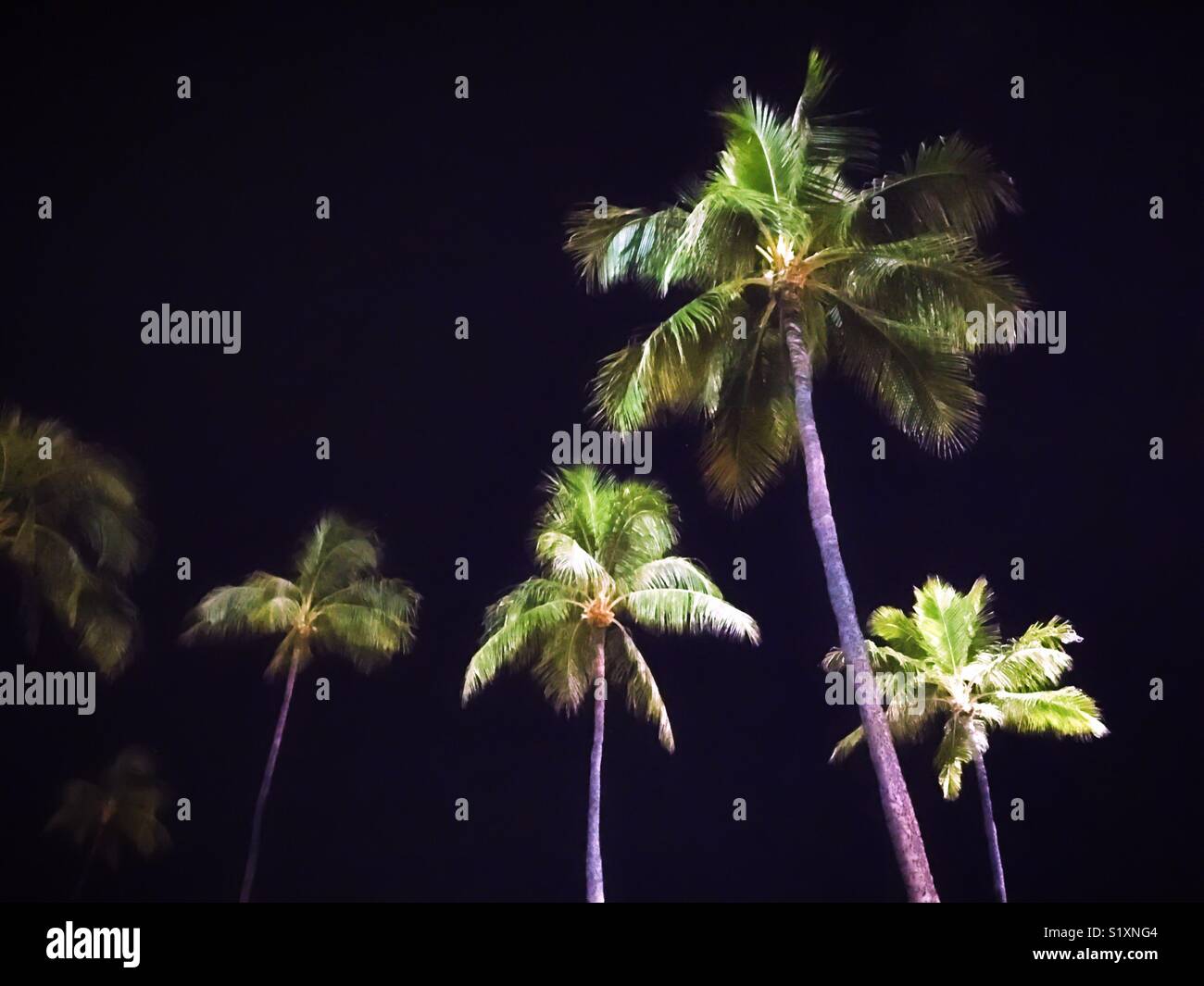 Palm trees lit up by spot lights against the dark night sky. Space for copy. Stock Photo