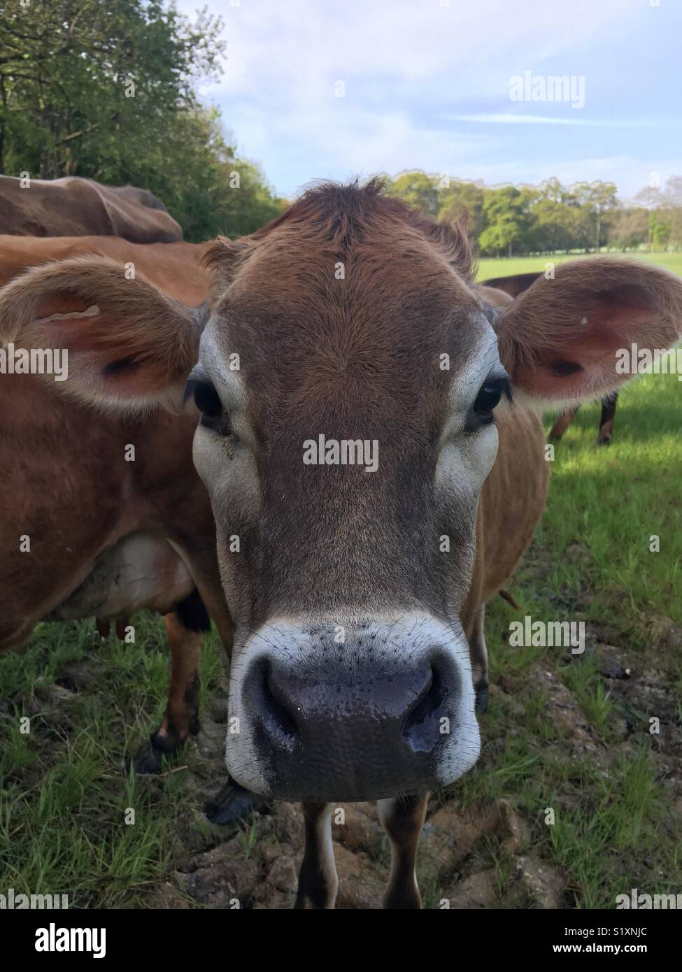 Jersey cow. Stock Photo