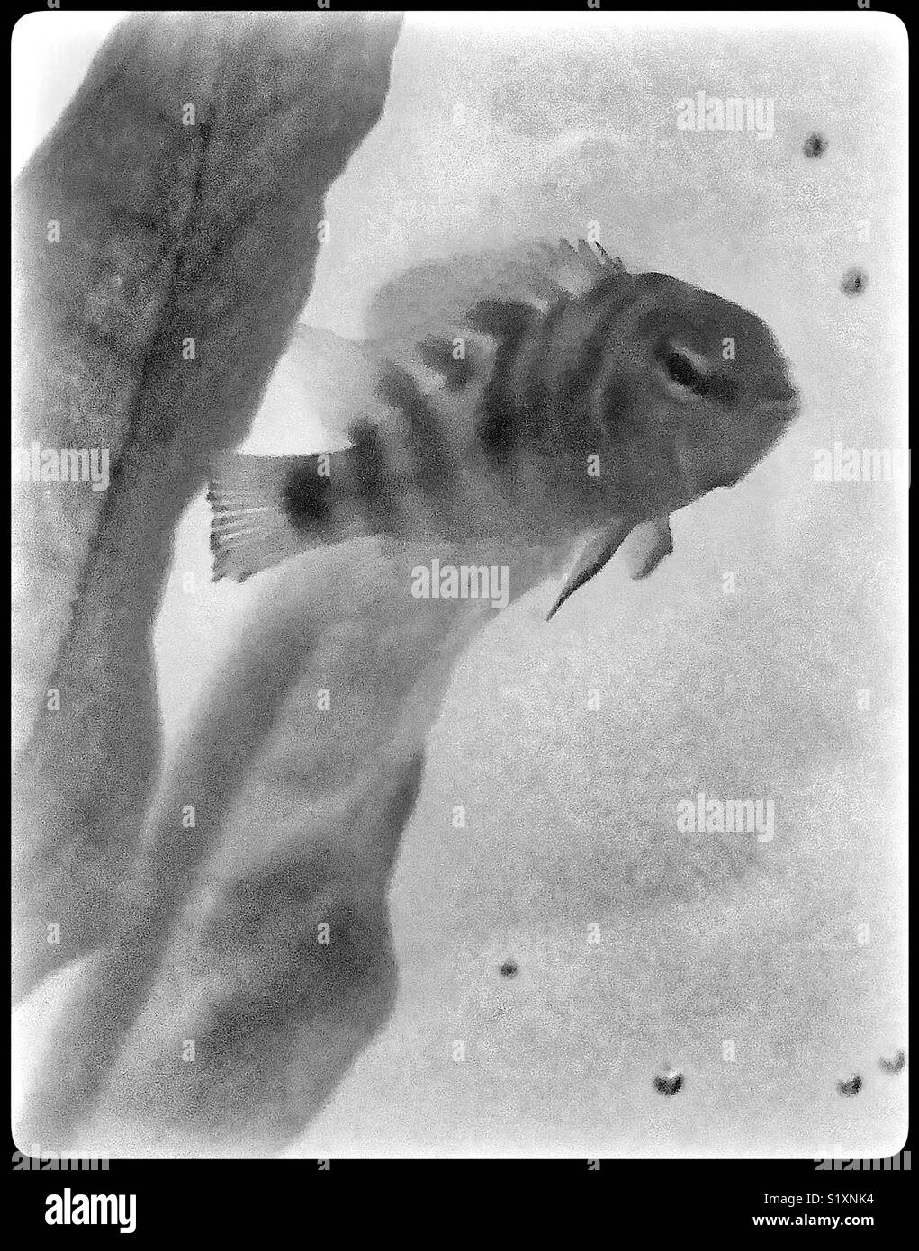 Convict cichlid tropical fish Stock Photo